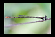 PhotoID: AusDa280. Pygmy Wisp (Agriocnemis pygmaea) - male