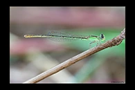PhotoID: AusDa304. Pygmy Wisp (Agriocnemis pygmaea) - female
