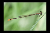PhotoID: AusDa383. Pygmy Wisp (Agriocnemis pygmaea) - male