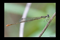 PhotoID: AusDa424. Pygmy Wisp (Agriocnemis pygmaea) - male
