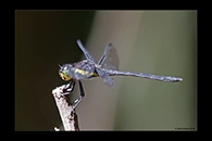 PhotoID: AusDr248. Striped Swampdragon (Agrionoptera longitudinalis biserialis) - male