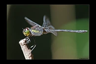 PhotoID: AusDr249. Striped Swampdragon (Agrionoptera longitudinalis biserialis) - male