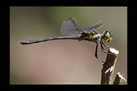PhotoID: AusDr250. Striped Swampdragon (Agrionoptera longitudinalis biserialis) - male