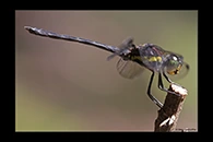 PhotoID: AusDr251. Striped Swampdragon (Agrionoptera longitudinalis biserialis) - male