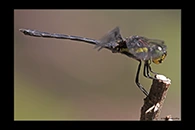 PhotoID: AusDr252. Striped Swampdragon (Agrionoptera longitudinalis biserialis) - male
