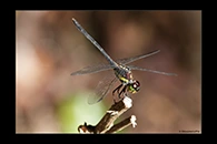 PhotoID: AusDr253. Striped Swampdragon (Agrionoptera longitudinalis biserialis) - male