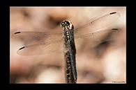 PhotoID: AusDr254. Striped Swampdragon (Agrionoptera longitudinalis biserialis) - male