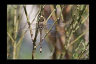 PhotoID: AusDr208. Australian Emperor (Anax papuensis) - male