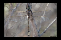 PhotoID: AusDr467. Australian Emperor (Anax papuensis) - female