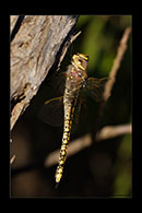 PhotoID: AusDr753. Australian Emperor (Anax papuensis) - female