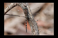 PhotoID: AusDr496. Twinspot Tigertail (Archaeosynthemis leachii) - male