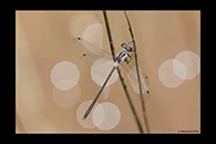 PhotoID: AusDa566. Tiny Flatwing (Archiargiolestes pusillissimus) - male