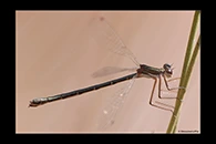 PhotoID: AusDa569. Tiny Flatwing (Archiargiolestes pusillissimus) - female