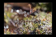 PhotoID: AusDr724. Tasmanian Redspot (Archipetalia auriculata) - male