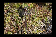 PhotoID: AusDr725. Tasmanian Redspot (Archipetalia auriculata) - male