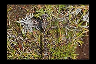 PhotoID: AusDr726. Tasmanian Redspot (Archipetalia auriculata) - male