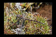 PhotoID: AusDr727. Tasmanian Redspot (Archipetalia auriculata) - male