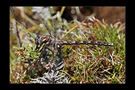 PhotoID: AusDr728. Tasmanian Redspot (Archipetalia auriculata) - male