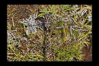 PhotoID: AusDr729. Tasmanian Redspot (Archipetalia auriculata) - male