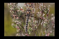 PhotoID: AusDr733. Tasmanian Redspot (Archipetalia auriculata) - female