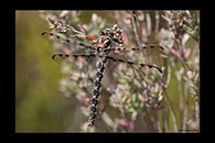 PhotoID: AusDr734. Tasmanian Redspot (Archipetalia auriculata) - female