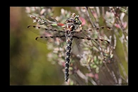 PhotoID: AusDr735. Tasmanian Redspot (Archipetalia auriculata) - female