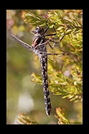 PhotoID: AusDr737. Tasmanian Redspot (Archipetalia auriculata) - female