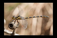 PhotoID: AusDr589. Armourtail (Armagomphus armiger) - male