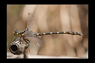 PhotoID: AusDr590. Armourtail (Armagomphus armiger) - male