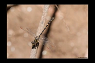 PhotoID: AusDr591. Armourtail (Armagomphus armiger) - male