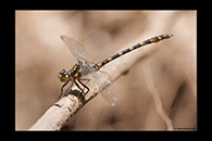 PhotoID: AusDr594. Armourtail (Armagomphus armiger) - male