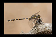 PhotoID: AusDr595. Armourtail (Armagomphus armiger) - male