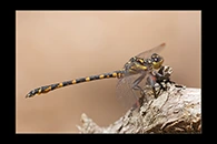 PhotoID: AusDr596. Armourtail (Armagomphus armiger) - male