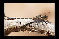 PhotoID: AusDr598. Armourtail (Armagomphus armiger) - male