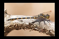 PhotoID: AusDr600. Armourtail (Armagomphus armiger) - male