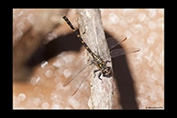 PhotoID: AusDr601. Armourtail (Armagomphus armiger) - male