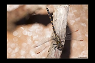 PhotoID: AusDr602. Armourtail (Armagomphus armiger) - male