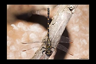 PhotoID: AusDr603. Armourtail (Armagomphus armiger) - male