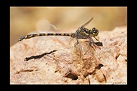 PhotoID: AusDr605. Armourtail (Armagomphus armiger) - male