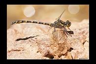 PhotoID: AusDr606. Armourtail (Armagomphus armiger) - male