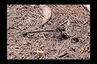 PhotoID: AusDr128. Sydney Mountain Darner (Austroaeschna obscura) - male