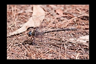 PhotoID: AusDr129. Sydney Mountain Darner (Austroaeschna obscura) - male