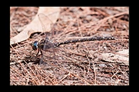 PhotoID: AusDr130. Sydney Mountain Darner (Austroaeschna obscura) - male