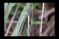 PhotoID: AusDr154. Sydney Mountain Darner (Austroaeschna obscura) - male