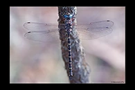 PhotoID: AusDr155. Sydney Mountain Darner (Austroaeschna obscura) - male