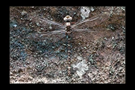 PhotoID: AusDr330. Sydney Mountain Darner (Austroaeschna obscura) - male