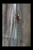 PhotoID: AusDr331. Sydney Mountain Darner (Austroaeschna obscura) - male
