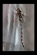 PhotoID: AusDr332. Sydney Mountain Darner (Austroaeschna obscura) - male