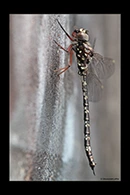 PhotoID: AusDr333. Sydney Mountain Darner (Austroaeschna obscura) - male