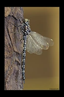 PhotoID: AusDr344. Swamp Darner (Austroaeschna parvistigma) - male